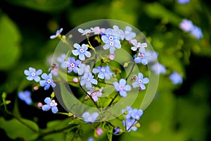 Some blue tiny flowers on the green background