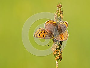 Macro image Sooty copper