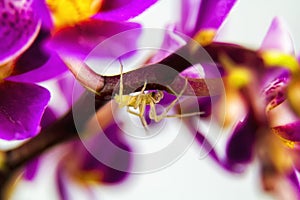 Macro image of spider on orchid flower, captured with a small depth of field.