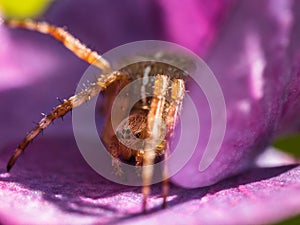 Macro image of a spider sitting in a flower