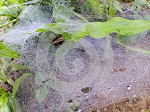 Macro image, spider web filled with dew.