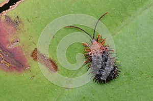 Spiny Leaf Beetle