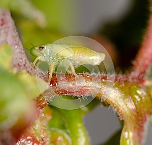 A macro image of a Spittlebug nymph partly covered in bubbles