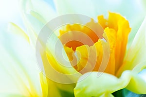 Macro image of spring flower, jonquil, daffodil.