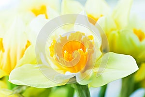 Macro image of spring flower, jonquil, daffodil.