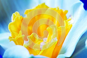 Macro image of spring flower, jonquil, daffodil.