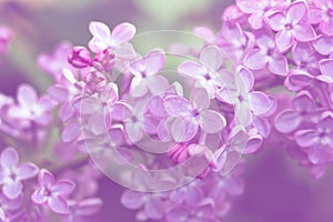 Macro image of spring lilac violet flowers, abstract soft floral background