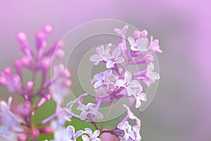 Macro image of spring lilac violet flowers, abstract soft floral background