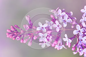 Macro image of spring lilac violet flowers, abstract soft floral background