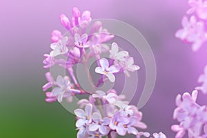 Macro image of spring lilac violet flowers, abstract soft floral background