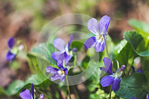 Macro image of spring lilac violet flowers, abstract soft floral background. Violets flowers with selective focus. Meadow with vio