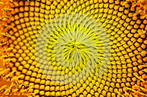 Macro image of a sunflower center