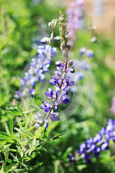 Macro image of a Texas Bluebonnet