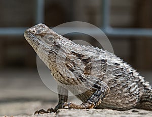 Macro image of a Texas Spiny Lizard`s head