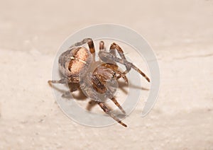 A macro image of a tiny European Garden Spider, Araneus diadematus