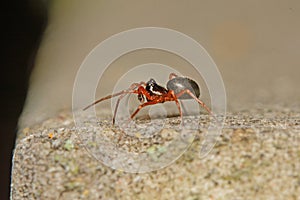 A macro image of a tiny Money Spider in the Family Linyphiidae