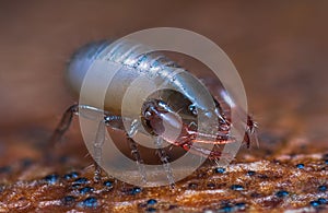 Close up macro image of a tiny Pseudoscorpion