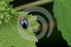 Tiny Shiny Leaf Beetle