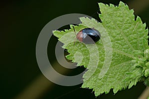 Tiny Shiny Leaf Beetle