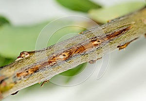 Macro image of tree damage from cicada