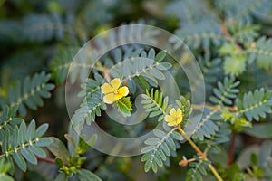 Macro image of Tribulus terrestris plant with flower