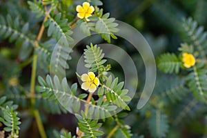 Macro image of Tribulus terrestris plant with flower