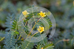 Macro image of Tribulus terrestris plant with flower