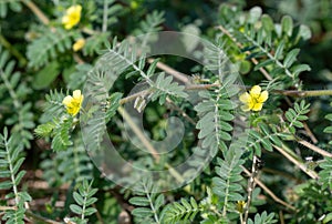 Macro image of Tribulus terrestris plant with flower