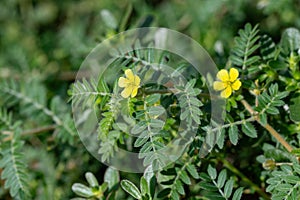 Macro image of Tribulus terrestris plant with flower