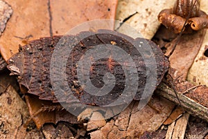 Macro image of Trilobite Beetle