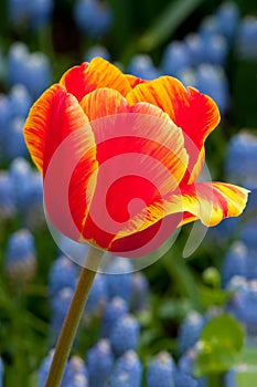 Macro image of an tulip