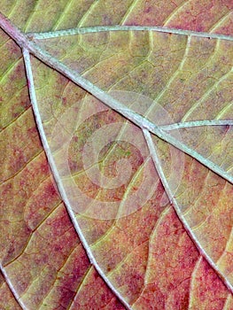 Macro image of veins photo