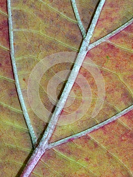 Makro obraz z žily na list 