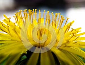 A macro image of a vibrant yellow dandelion flower with sharp detail of the flower\'s bilobed stigma photo