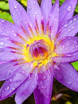 Macro image of water rain droplets on purple petals of the beautiful blossoming water lilly flower at pond