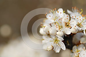 Macro Image of White Blossom.