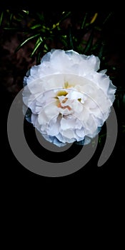 Macro image of white flower, in dark background..