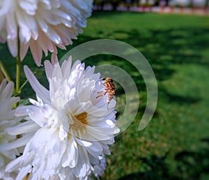 Macro image of white flower with honey bee on it