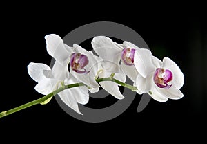 Orchid flower on a black background