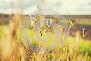 Macro image of wild grasses in a field