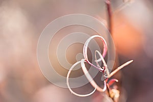 Macro image of wild grasses