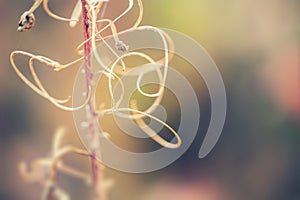 Macro image of wild grasses