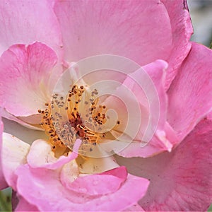 Macro image of wild pink rose up close on centre.