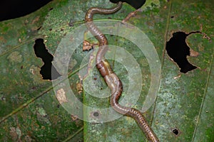 Macro image of Wildlife worm are mating on the green leaves