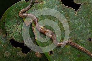 Macro image of Wildlife worm are mating on the green leaves