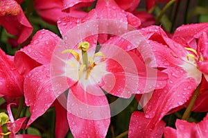 Macro image of wilted tulip pink