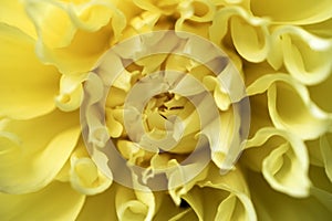 Macro image yellow Dahlia flower