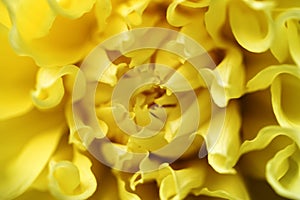Macro image yellow Dahlia flower