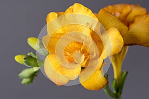 Macro image of a yellow freesia.