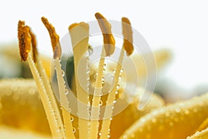 Macro image of a yellow Lily flower in water drops opposite the sun. selective focus, close-up